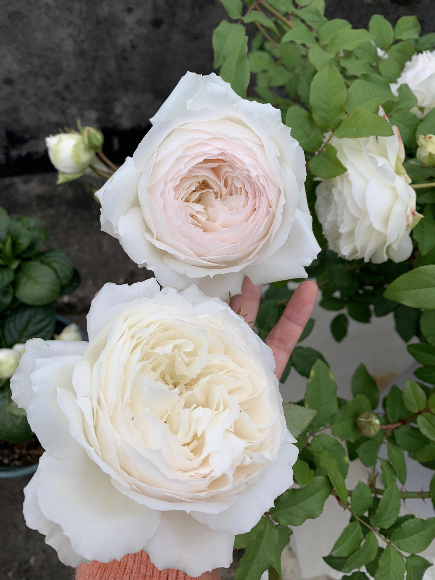 Rose【Shirabe| しらべ 】- Long florescence | Redolent|音调|  Floribunda Rose| Scalloped Petals| Strong Growth| Wedding Rose