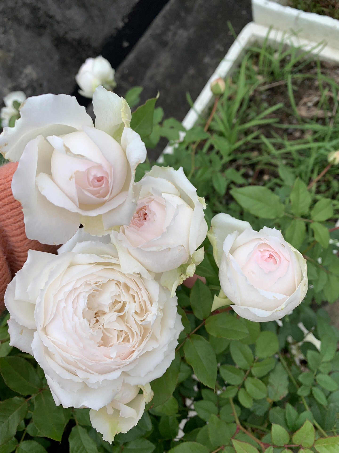 Rose【Shirabe| しらべ 】- Long florescence | Redolent|音调|  Floribunda Rose| Scalloped Petals| Strong Growth| Wedding Rose