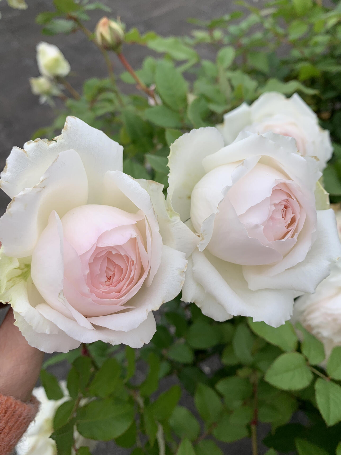 Rose【Shirabe| しらべ 】- Long florescence | Redolent|音调|  Floribunda Rose| Scalloped Petals| Strong Growth| Wedding Rose