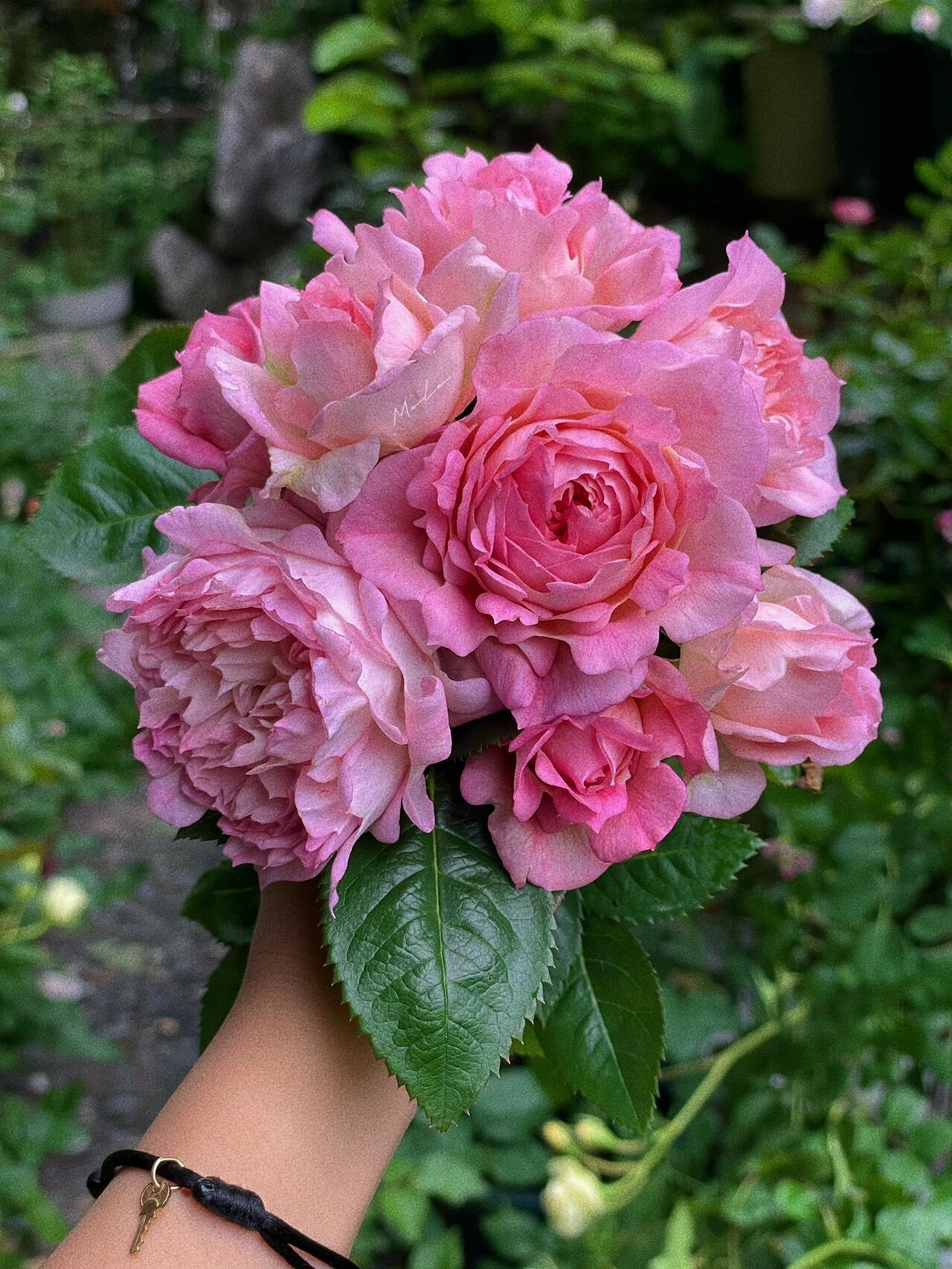 Rare Rose【My Beauty| マイビューティ】1G OwnRoot LivePlant| Grows vigorously| Redolent | 吾心美人| Prolific Blooming| Rich in color| 我的美人|Floribunda Rose