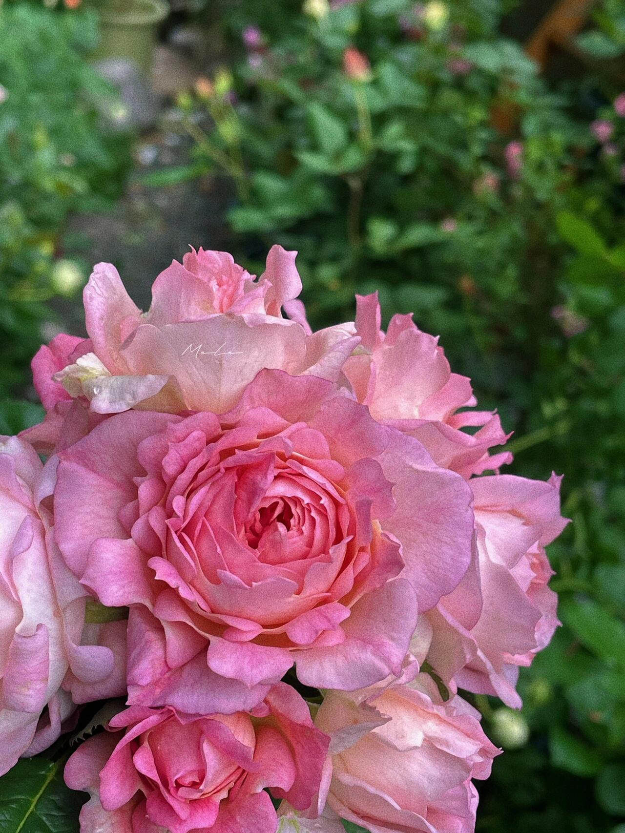 Rare Rose【My Beauty| マイビューティ】1G OwnRoot LivePlant| Grows vigorously| Redolent | 吾心美人| Prolific Blooming| Rich in color| 我的美人|Floribunda Rose