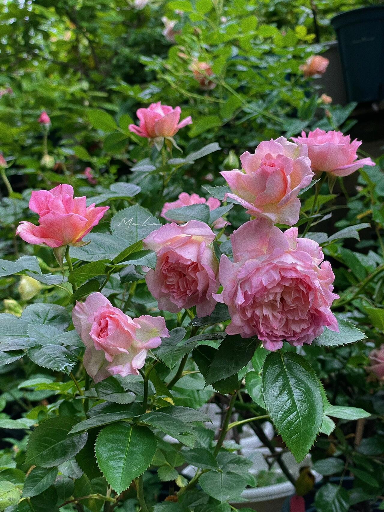 Rare Rose【My Beauty| マイビューティ】1G OwnRoot LivePlant| Grows vigorously| Redolent | 吾心美人| Prolific Blooming| Rich in color| 我的美人|Floribunda Rose