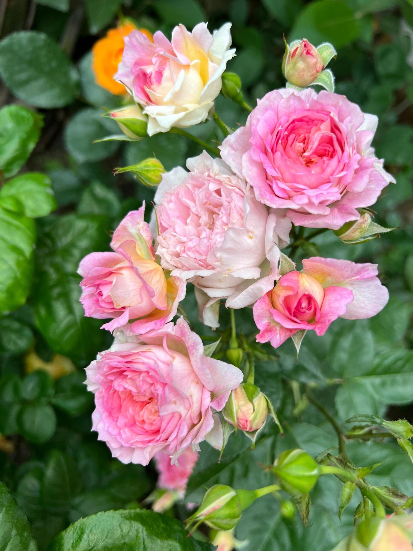 Rare Rose【My Beauty| マイビューティ】1G OwnRoot LivePlant| Grows vigorously| Redolent | 吾心美人| Prolific Blooming| Rich in color| 我的美人|Floribunda Rose