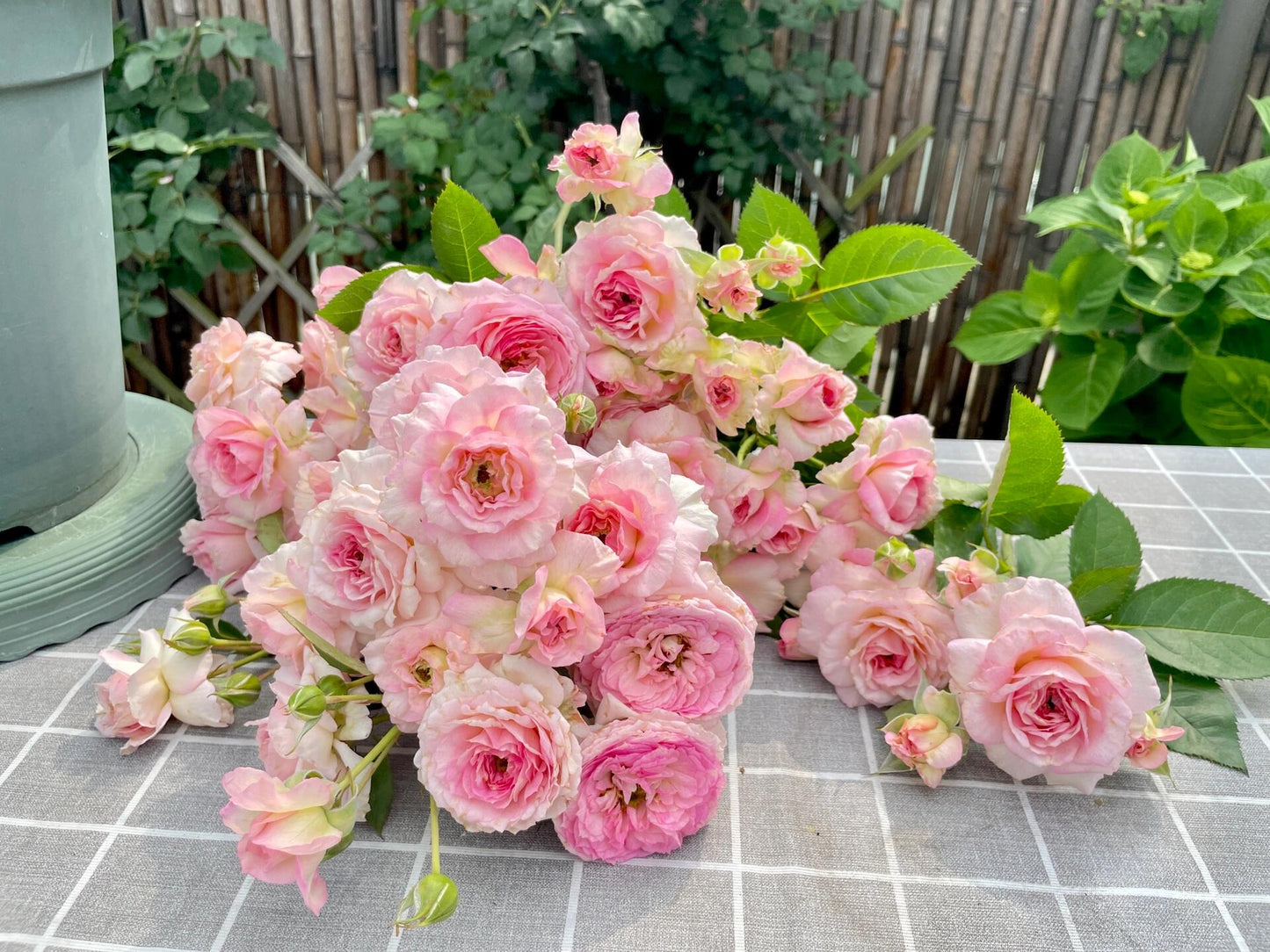 Rare Rose【My Beauty| マイビューティ】1G OwnRoot LivePlant| Grows vigorously| Redolent | 吾心美人| Prolific Blooming| Rich in color| 我的美人|Floribunda Rose