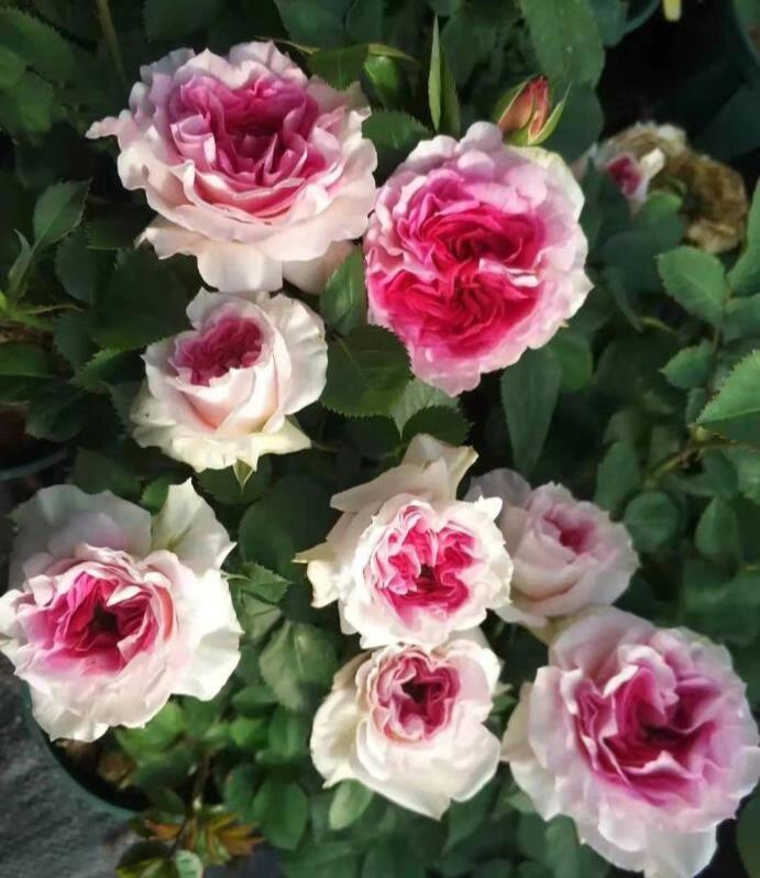 Rare Rose【My Beauty| マイビューティ】1G OwnRoot LivePlant| Grows vigorously| Redolent | 吾心美人| Prolific Blooming| Rich in color| 我的美人|Floribunda Rose