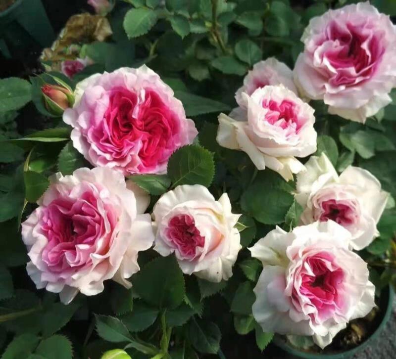 Rare Rose【My Beauty| マイビューティ】1G OwnRoot LivePlant| Grows vigorously| Redolent | 吾心美人| Prolific Blooming| Rich in color| 我的美人|Floribunda Rose