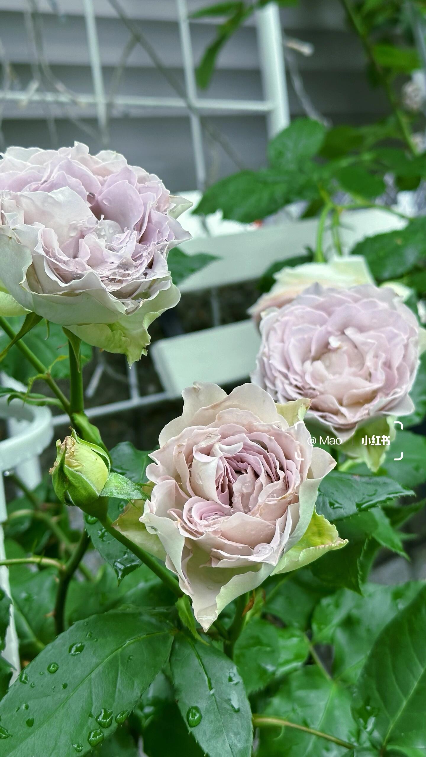 Rose【Lapis Veil| ラピスベール】- 今井清 2019| Bud 2 Bloom, Constantly Changing| Vintage| 青金石面纱| Curled| Floribunda| Beginner-Friendly