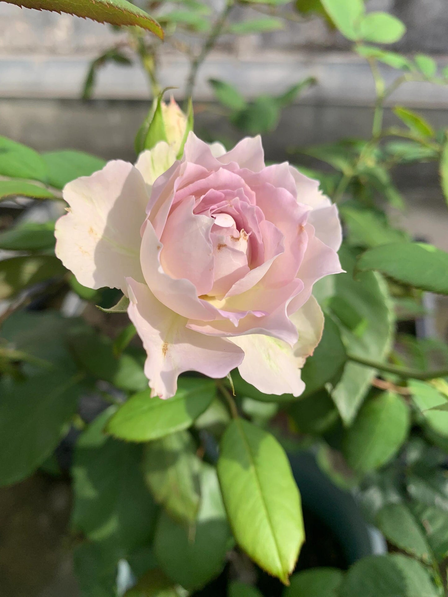 Rose【Lapis Veil| ラピスベール】- 今井清 2019| Bud 2 Bloom, Constantly Changing| Vintage| 青金石面纱| Curled| Floribunda| Beginner-Friendly