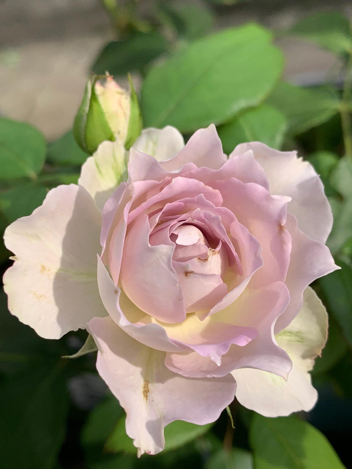 Rose【Lapis Veil| ラピスベール】- 今井清 2019| Bud 2 Bloom, Constantly Changing| Vintage| 青金石面纱| Curled| Floribunda| Beginner-Friendly