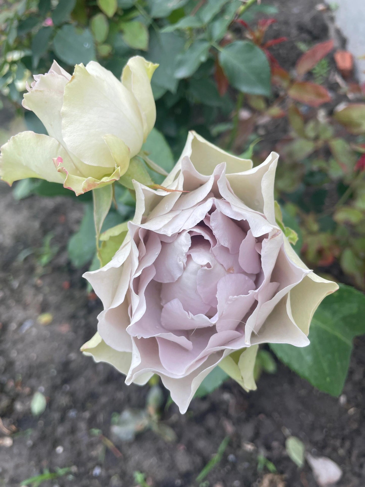 Rose【Lapis Veil| ラピスベール】- 今井清 2019| Bud 2 Bloom, Constantly Changing| Vintage| 青金石面纱| Curled| Floribunda| Beginner-Friendly