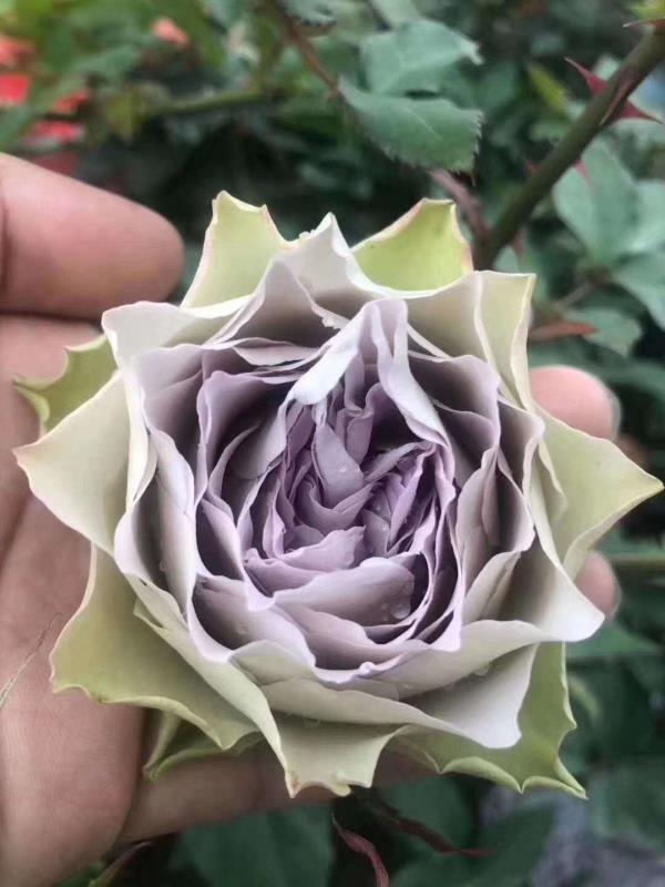 Rose【Lapis Veil| ラピスベール】- 今井清 2019| Bud 2 Bloom, Constantly Changing| Vintage| 青金石面纱| Curled| Floribunda| Beginner-Friendly