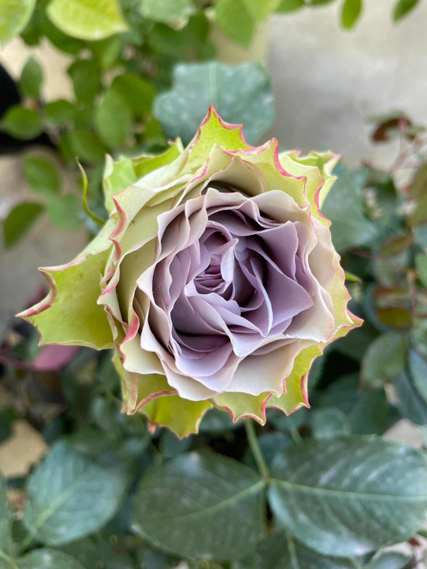 Rose【Lapis Veil| ラピスベール】- 今井清 2019| Bud 2 Bloom, Constantly Changing| Vintage| 青金石面纱| Curled| Floribunda| Beginner-Friendly