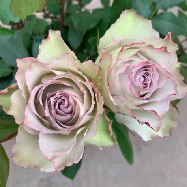 Rose【Lapis Veil| ラピスベール】- 今井清 2019| Bud 2 Bloom, Constantly Changing| Vintage| 青金石面纱| Curled| Floribunda| Beginner-Friendly