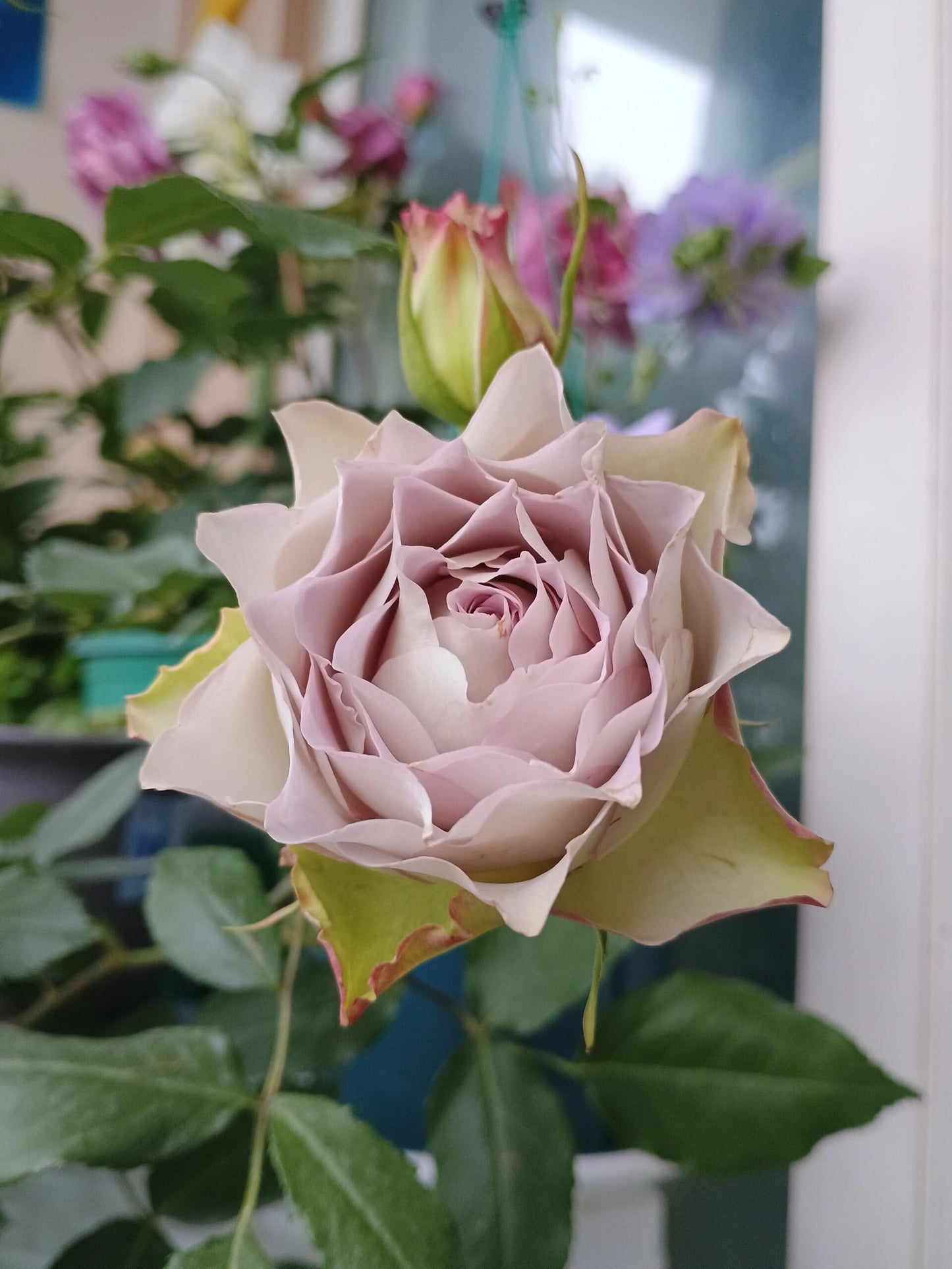 Rose【Lapis Veil| ラピスベール】- 今井清 2019| Bud 2 Bloom, Constantly Changing| Vintage| 青金石面纱| Curled| Floribunda| Beginner-Friendly