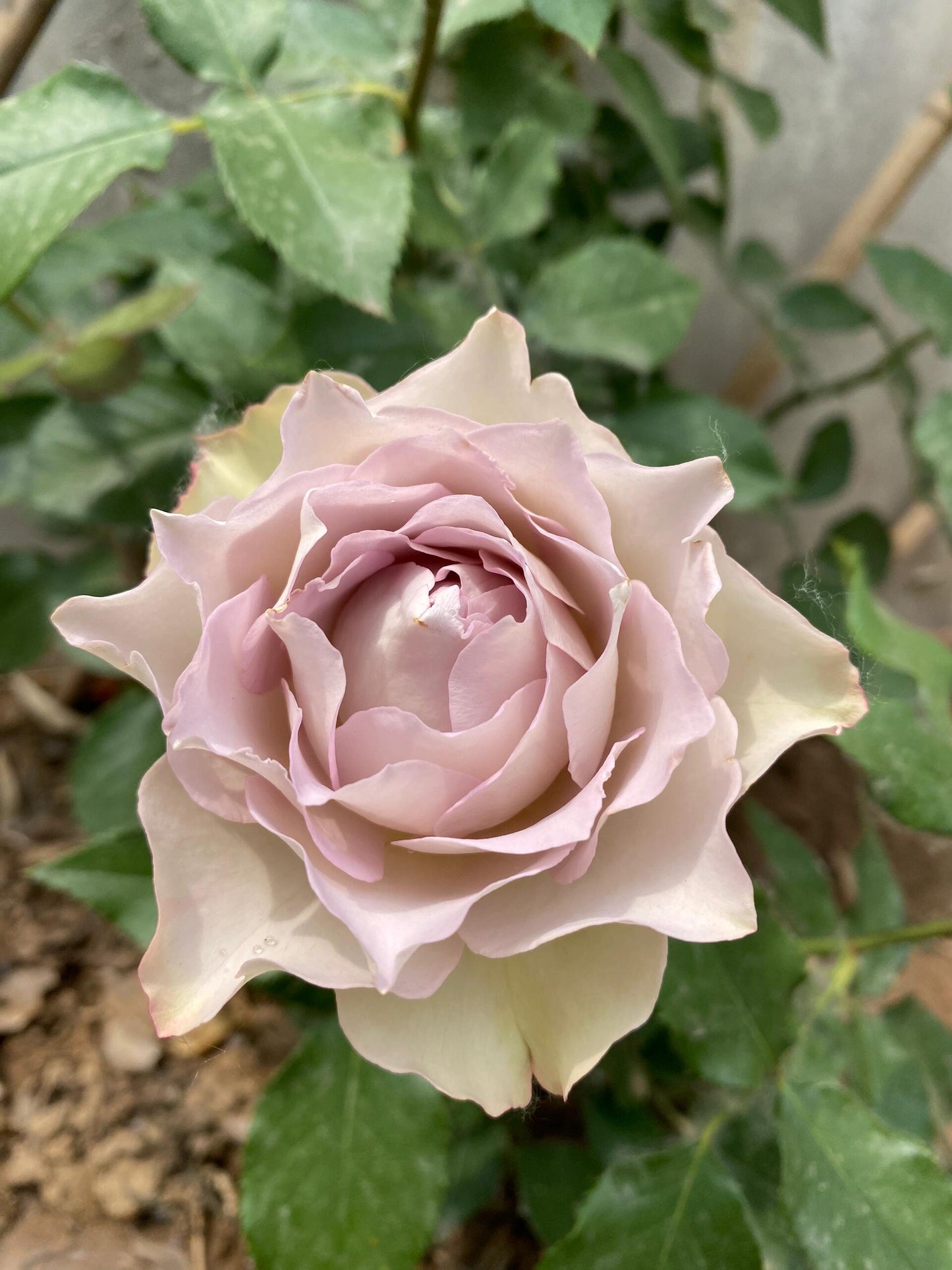 Rose【Lapis Veil| ラピスベール】- 今井清 2019| Bud 2 Bloom, Constantly Changing| Vintage| 青金石面纱| Curled| Floribunda| Beginner-Friendly