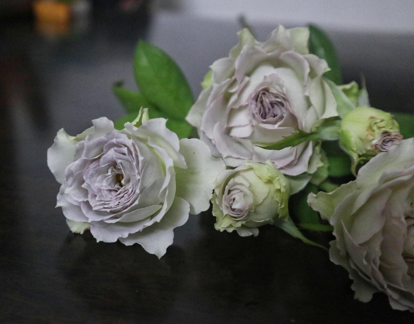 Rose【Lapis Veil| ラピスベール】- 今井清 2019| Bud 2 Bloom, Constantly Changing| Vintage| 青金石面纱| Curled| Floribunda| Beginner-Friendly