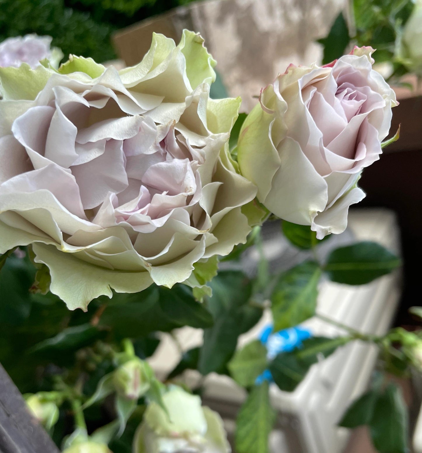 Rose【Lapis Veil| ラピスベール】- 今井清 2019| Bud 2 Bloom, Constantly Changing| Vintage| 青金石面纱| Curled| Floribunda| Beginner-Friendly