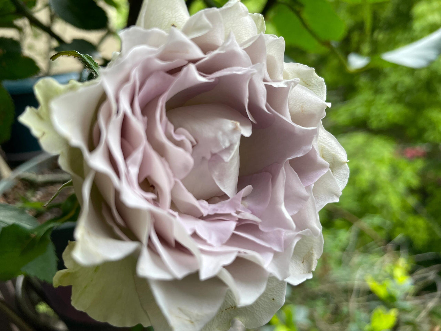 Rose【Lapis Veil| ラピスベール】- 今井清 2019| Bud 2 Bloom, Constantly Changing| Vintage| 青金石面纱| Curled| Floribunda| Beginner-Friendly