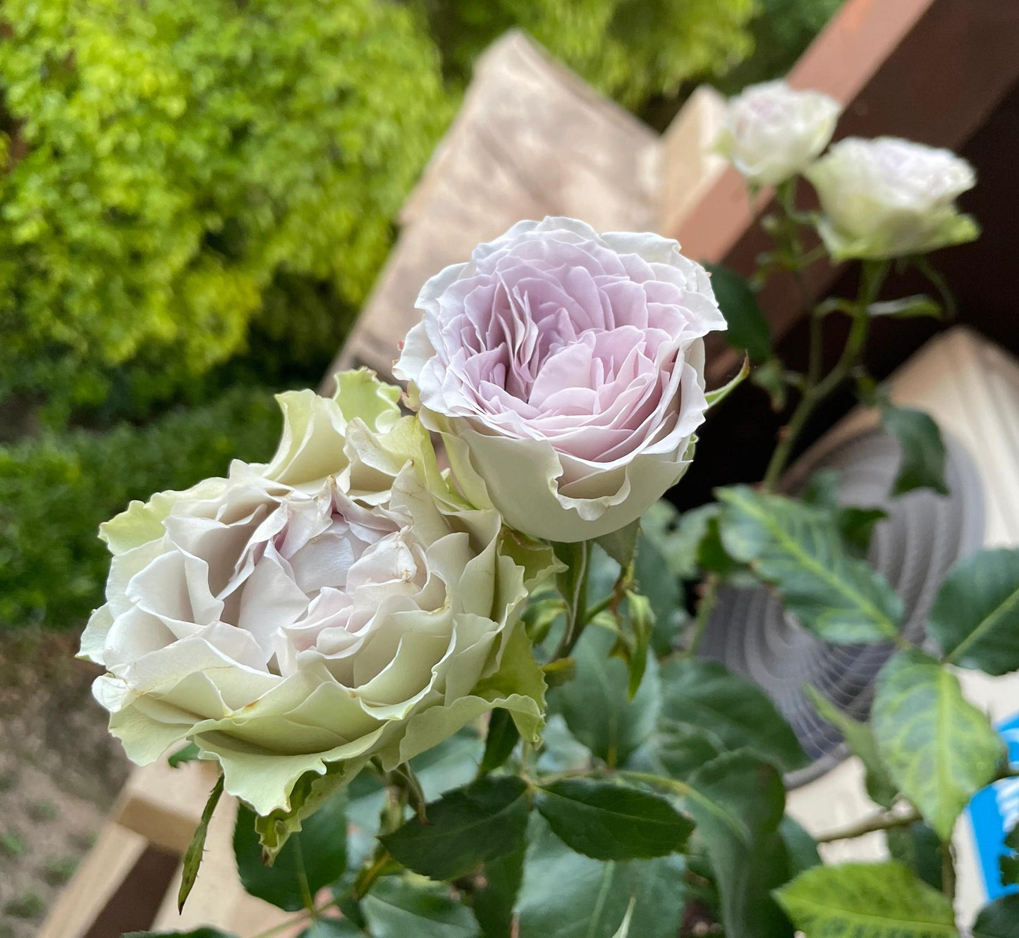 Rose【Lapis Veil| ラピスベール】- 今井清 2019| Bud 2 Bloom, Constantly Changing| Vintage| 青金石面纱| Curled| Floribunda| Beginner-Friendly