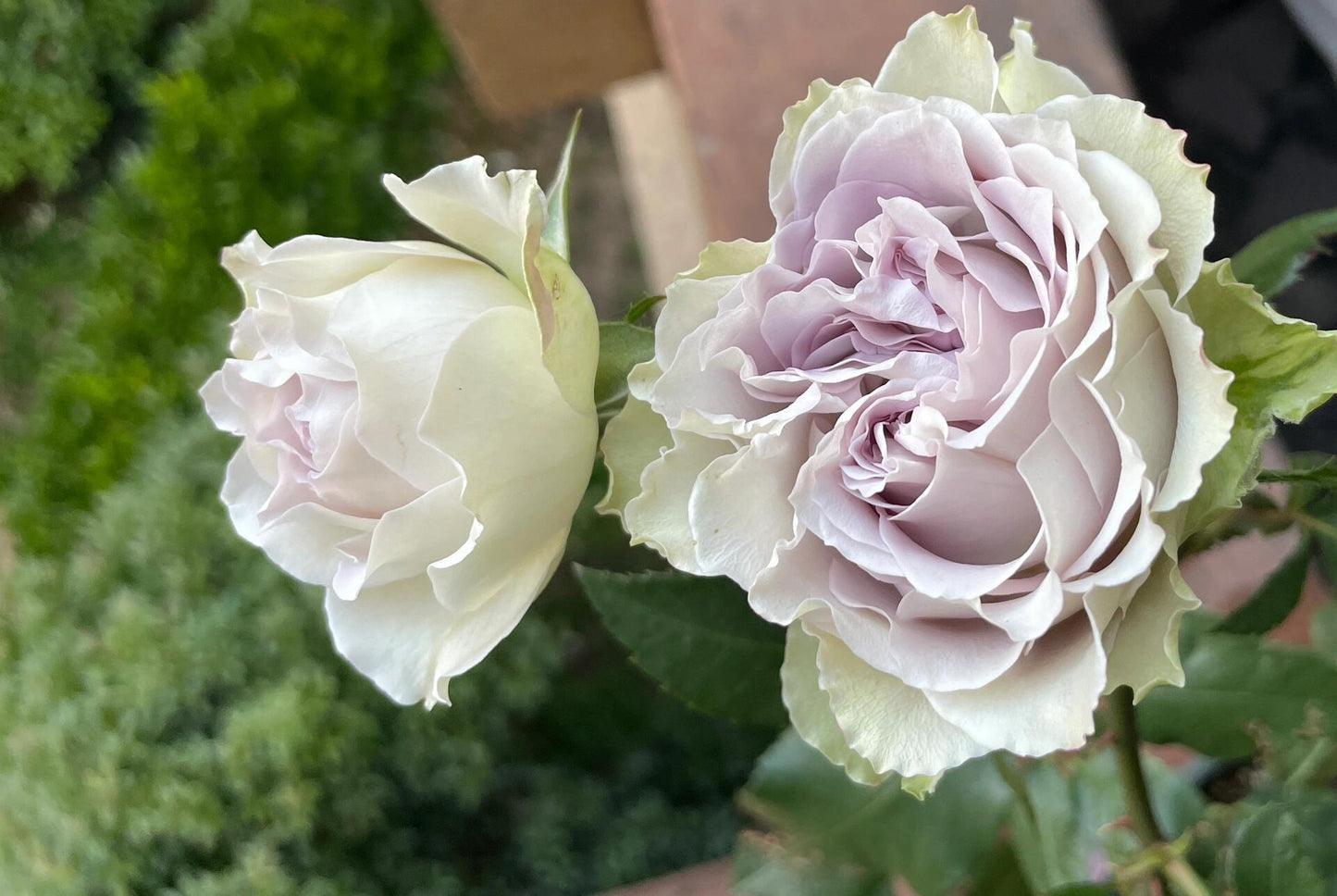 Rose【Lapis Veil| ラピスベール】- 今井清 2019| Bud 2 Bloom, Constantly Changing| Vintage| 青金石面纱| Curled| Floribunda| Beginner-Friendly