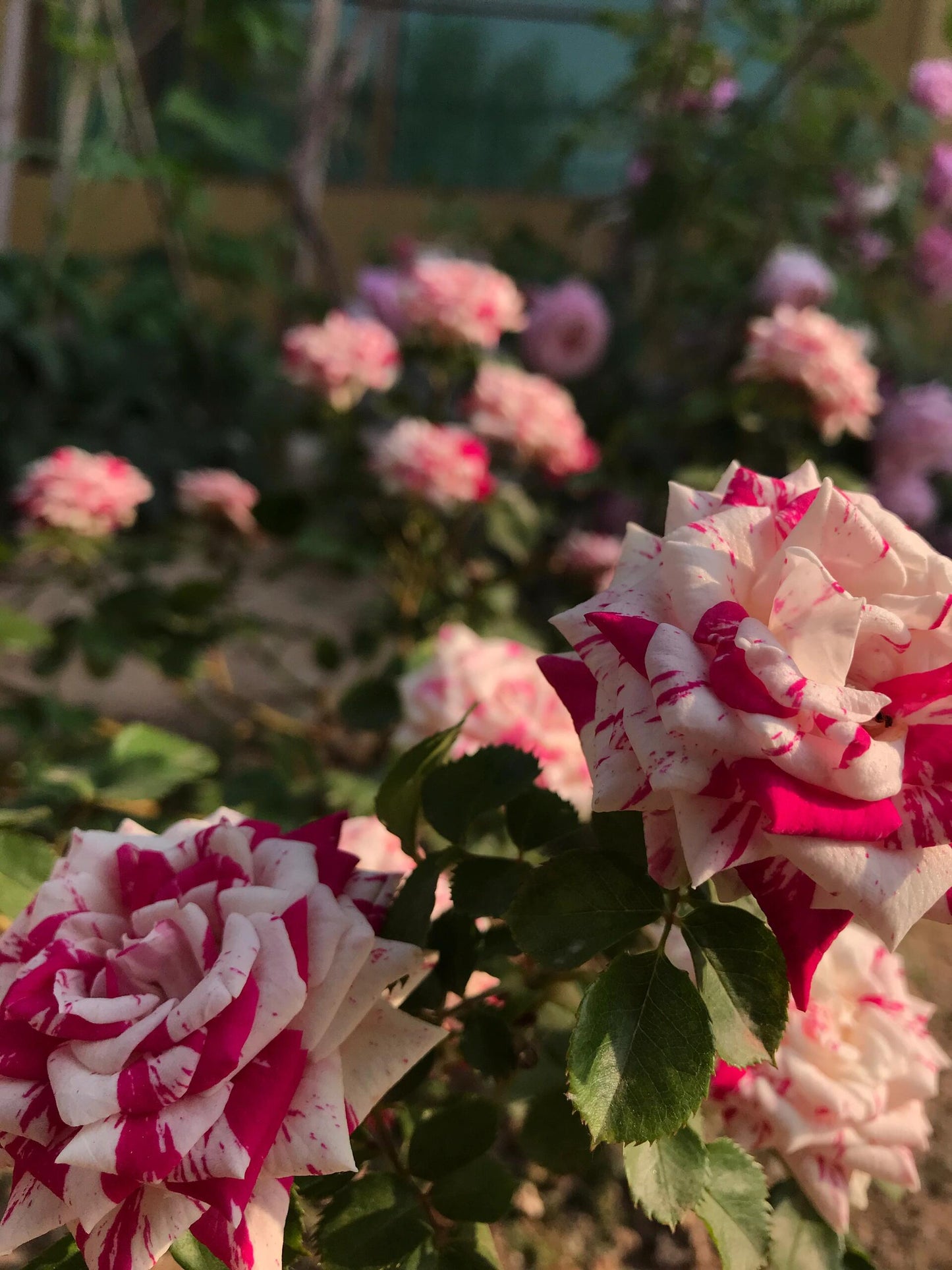 Rose【Flash Dance】- Rare Striped Rosa| 1 Gal Live Plant | 闪电舞| Floribunda Rose| Balcony| Everbloomer| Abundant flowering| Unique| Easy 2 Grow