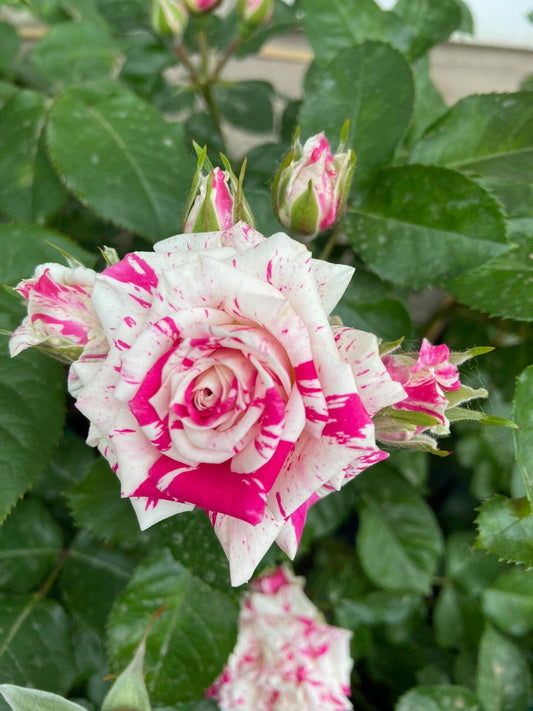 Rose【Flash Dance】- Rare Striped Rosa| 1 Gal Live Plant | 闪电舞| Floribunda Rose| Balcony| Everbloomer| Abundant flowering| Unique| Easy 2 Grow