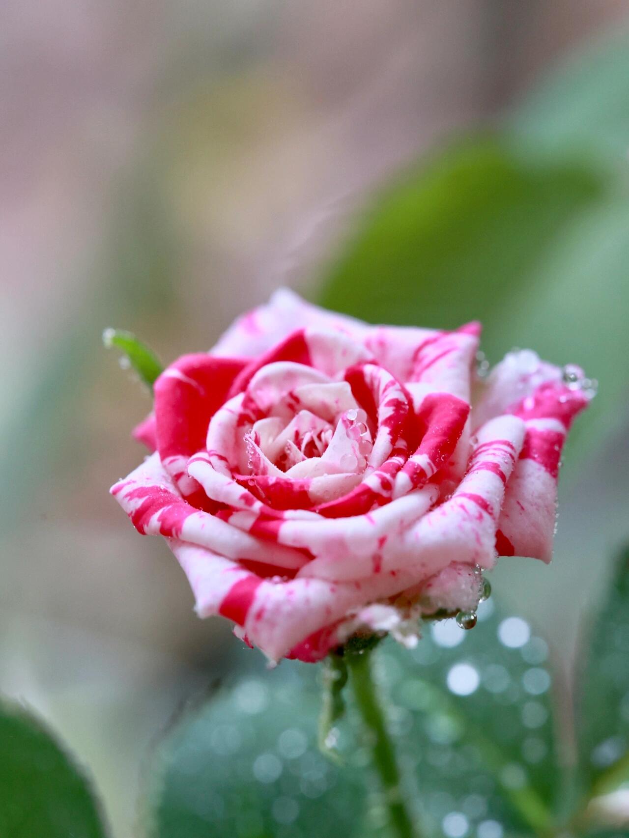 Rose【Flash Dance】- Rare Striped Rosa| 1 Gal Live Plant | 闪电舞| Floribunda Rose| Balcony| Everbloomer| Abundant flowering| Unique| Easy 2 Grow