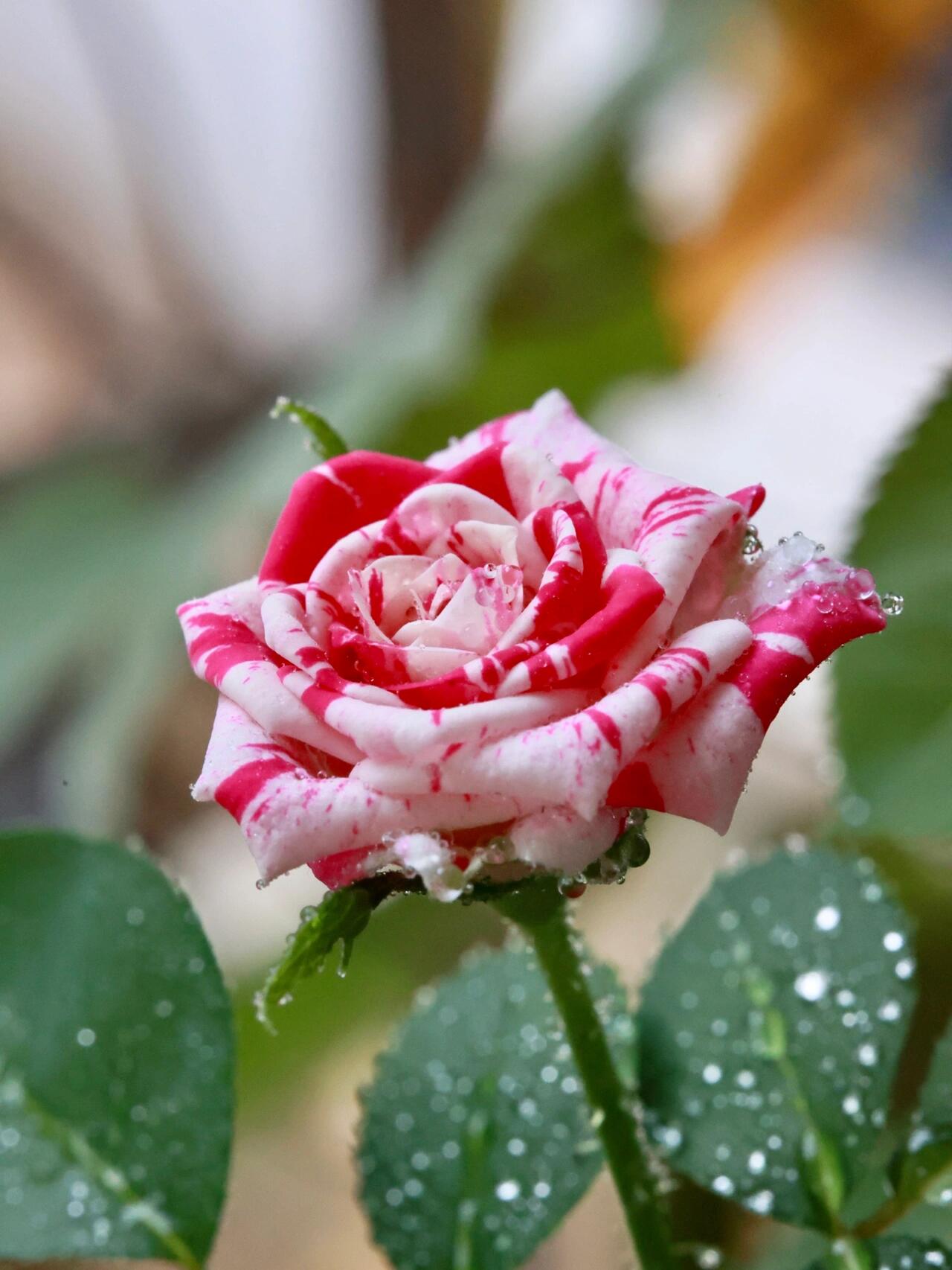 Rose【Flash Dance】- Rare Striped Rosa| 1 Gal Live Plant | 闪电舞| Floribunda Rose| Balcony| Everbloomer| Abundant flowering| Unique| Easy 2 Grow