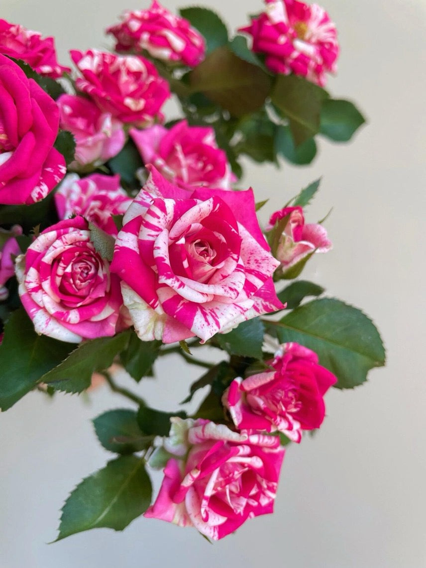 Rose【Flash Dance】- Rare Striped Rosa| 1 Gal Live Plant | 闪电舞| Floribunda Rose| Balcony| Everbloomer| Abundant flowering| Unique| Easy 2 Grow