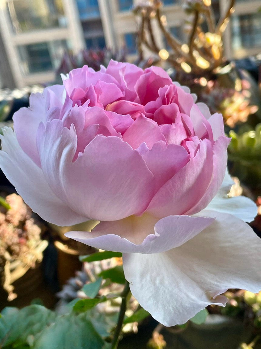 Rose【Yves Le Métropole| Metropole MC】- 伊芙繁华都市| Peony Blooming| Strong Scent| Less Thorns| Peony blooming| Extended vase life