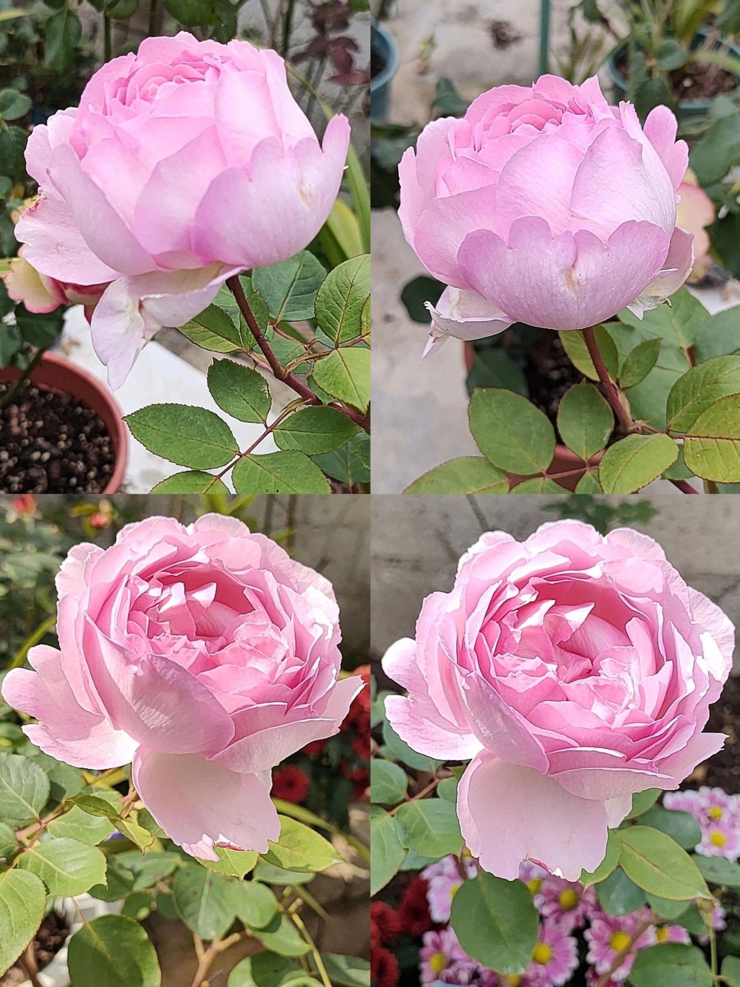 Rose【Yves Le Métropole| Metropole MC】- 伊芙繁华都市| Peony Blooming| Strong Scent| Less Thorns| Peony blooming| Extended vase life