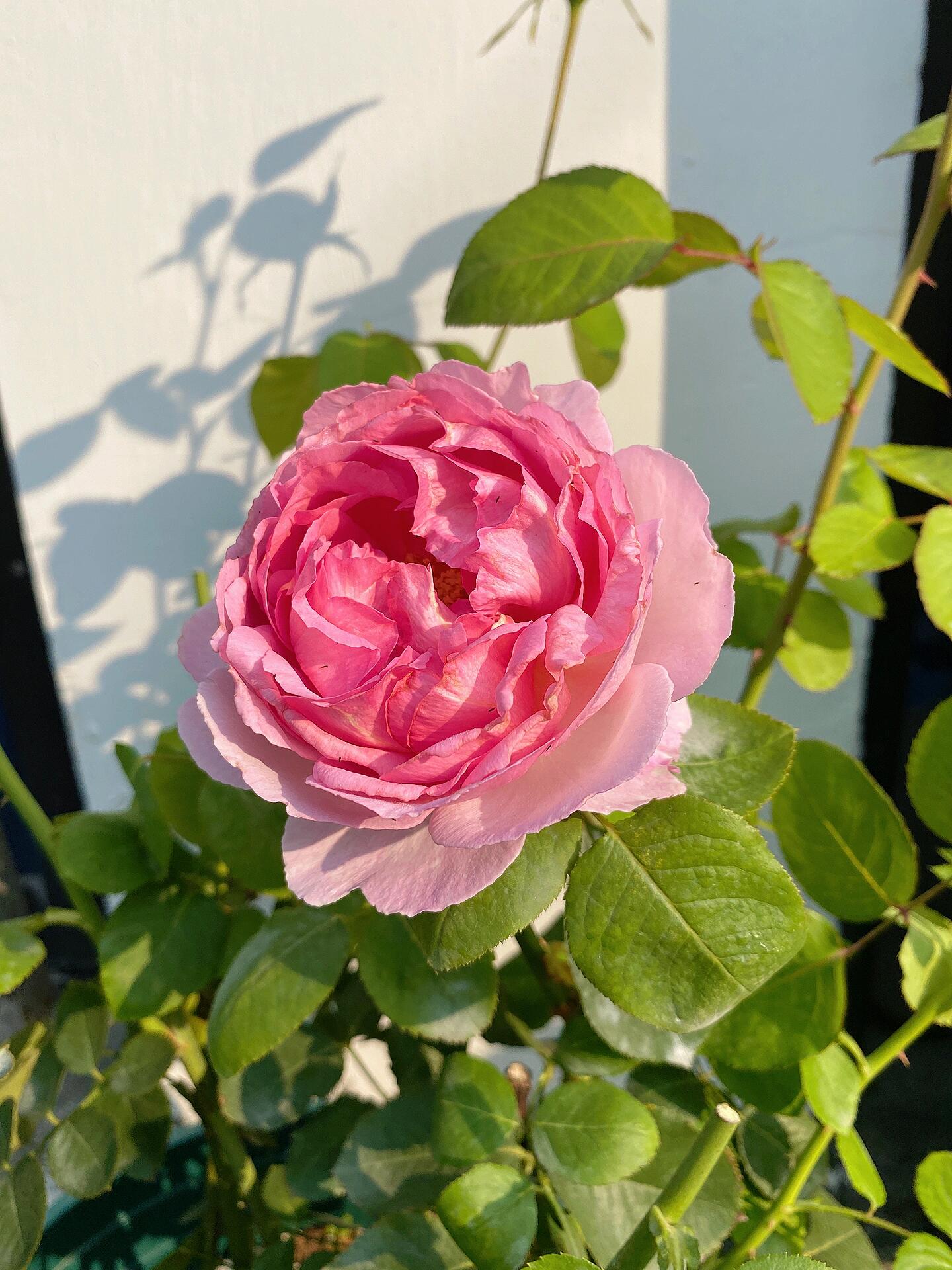 Rose【Yves Le Métropole| Metropole MC】- 伊芙繁华都市| Peony Blooming| Strong Scent| Less Thorns| Peony blooming| Extended vase life