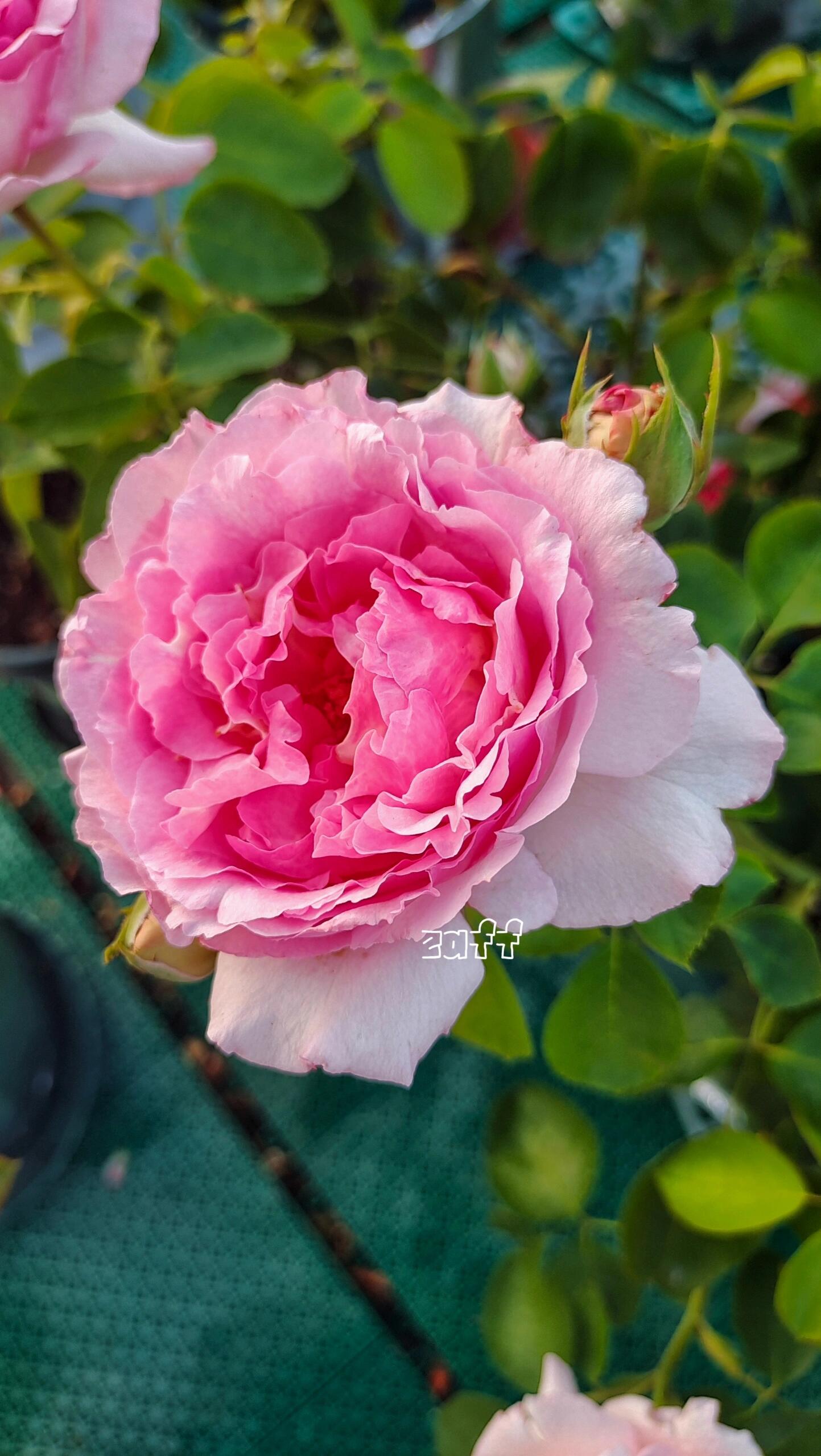 Rose【Yves Le Métropole| Metropole MC】- 伊芙繁华都市| Peony Blooming| Strong Scent| Less Thorns| Peony blooming| Extended vase life