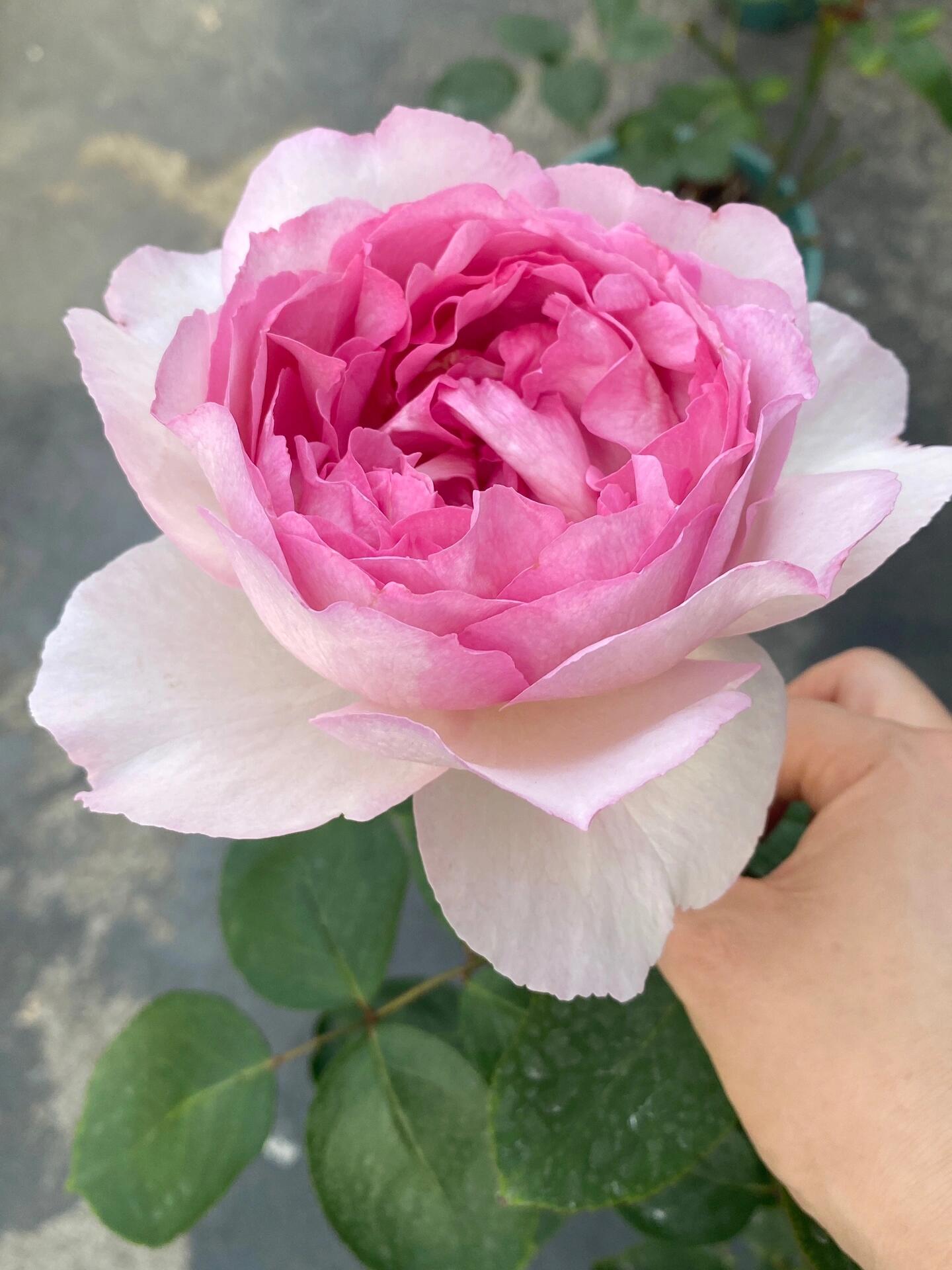 Rose【Yves Le Métropole| Metropole MC】- 伊芙繁华都市| Peony Blooming| Strong Scent| Less Thorns| Peony blooming| Extended vase life