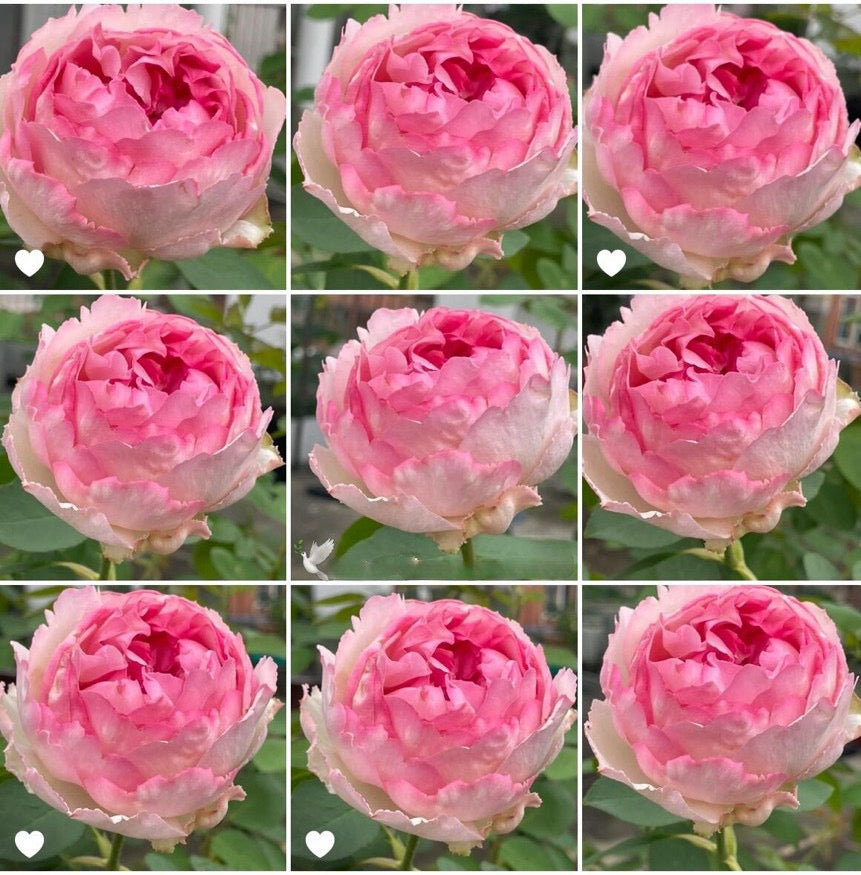 Rose【Yves Le Métropole| Metropole MC】- 伊芙繁华都市| Peony Blooming| Strong Scent| Less Thorns| Peony blooming| Extended vase life