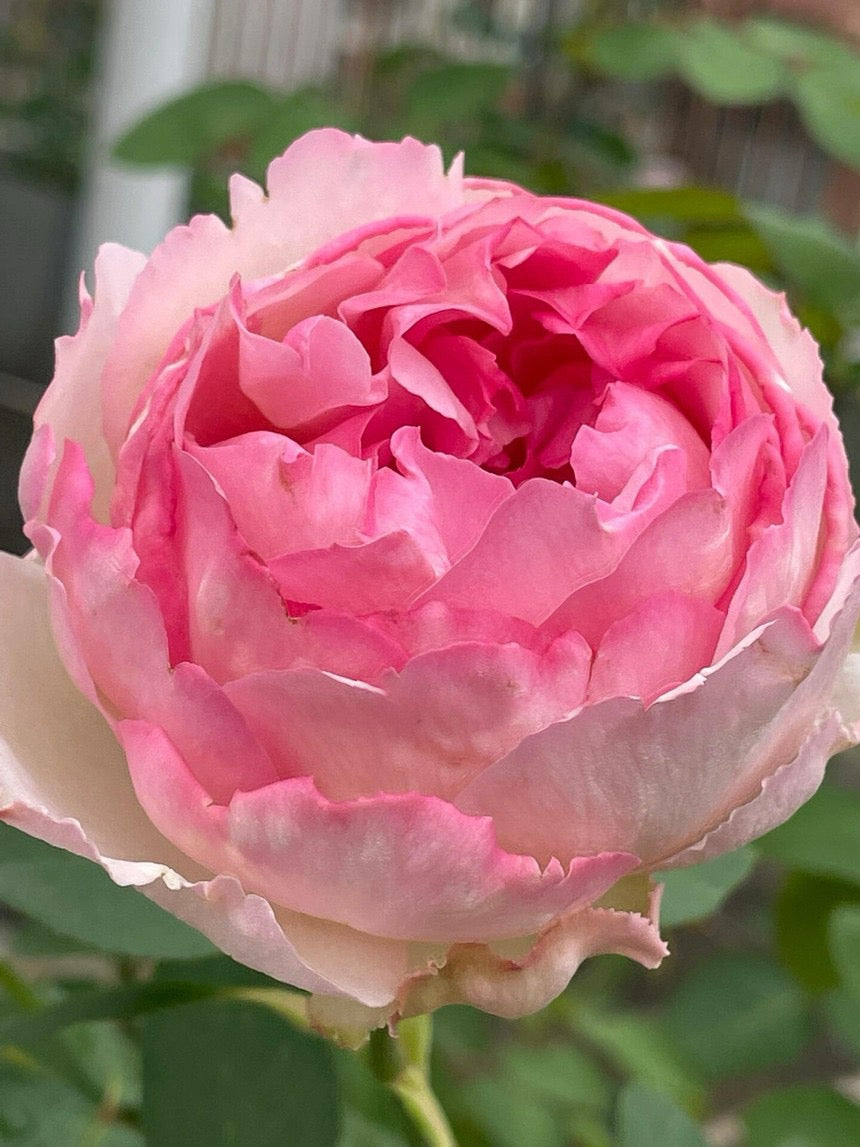 Rose【Yves Le Métropole| Metropole MC】- 伊芙繁华都市| Peony Blooming| Strong Scent| Less Thorns| Peony blooming| Extended vase life