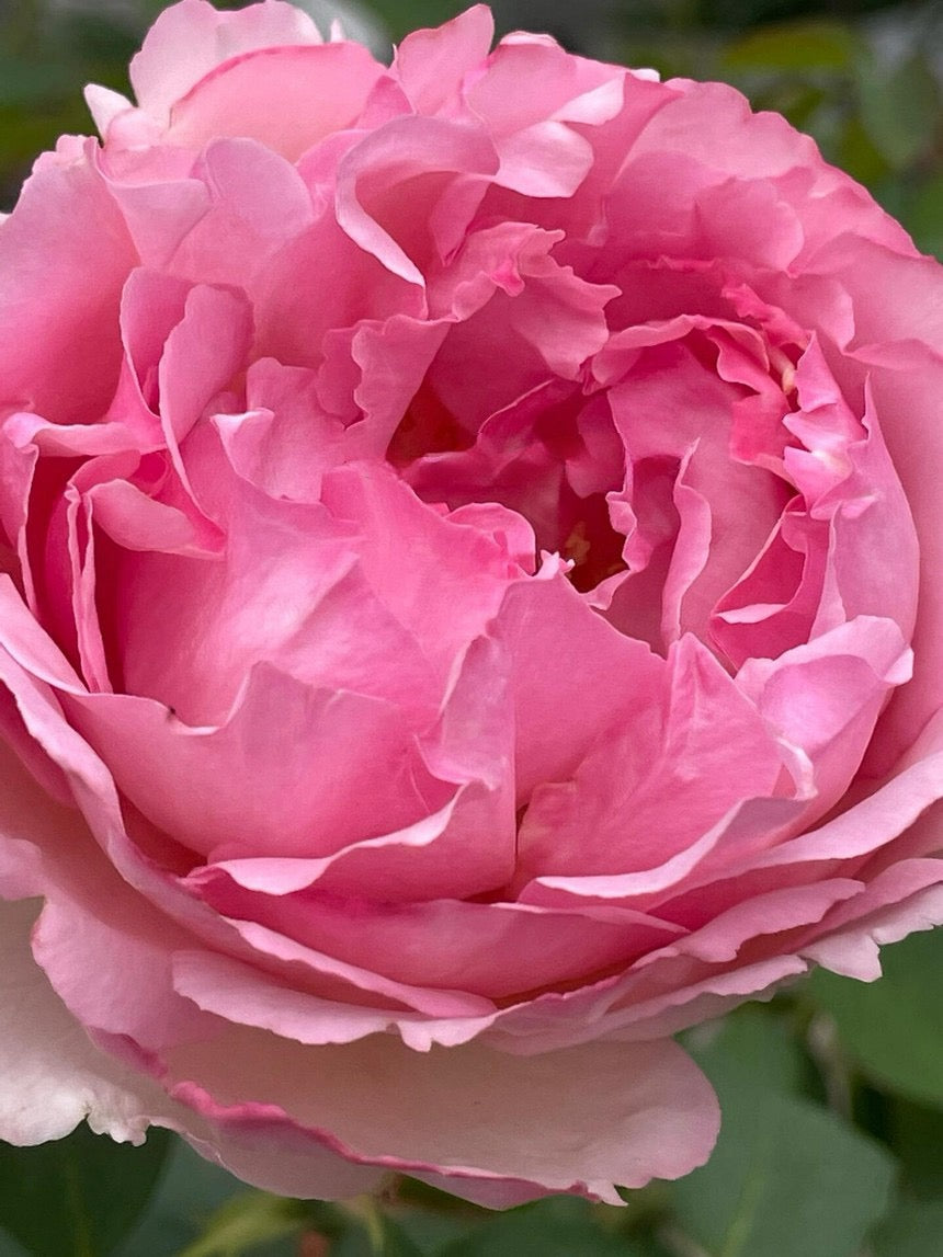 Rose【Yves Le Métropole| Metropole MC】- 伊芙繁华都市| Peony Blooming| Strong Scent| Less Thorns| Peony blooming| Extended vase life