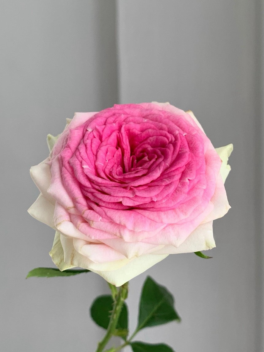 Rosa【Gelato| ジェラート】- 1.5Gal OwnRoot LivePlant| New Variety2021|  Cabbage Rose| IceCream| 夏日 冰淇淋| Floribunda Rose| Beginner-Friendly| 木立バラ| 多头冰淇淋