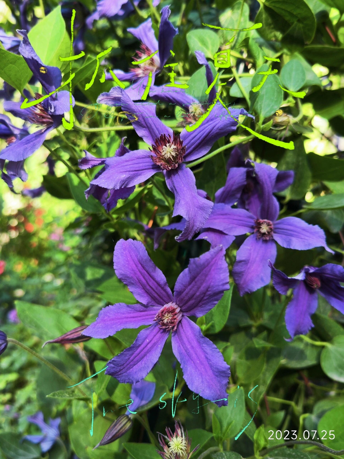 Clematis【Sizaia Ptitsa|  幸せの鳥】-9P LivePlant| 幸福之鸟| Sizaja Ptitsa| Large Bloom| Rare Clemtis| 행복의 새