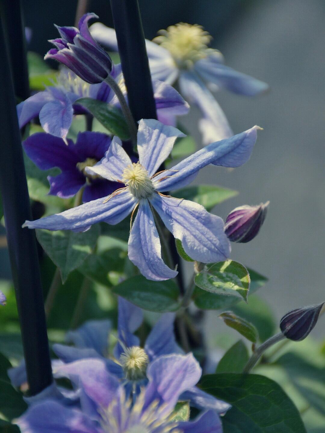 Clematis【Sizaia Ptitsa|  幸せの鳥】-9P LivePlant| 幸福之鸟| Sizaja Ptitsa| Large Bloom| Rare Clemtis| 행복의 새