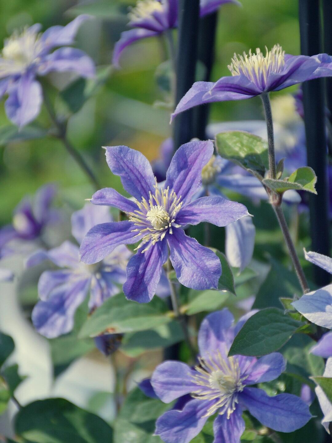 Clematis【Sizaia Ptitsa|  幸せの鳥】-9P LivePlant| 幸福之鸟| Sizaja Ptitsa| Large Bloom| Rare Clemtis| 행복의 새