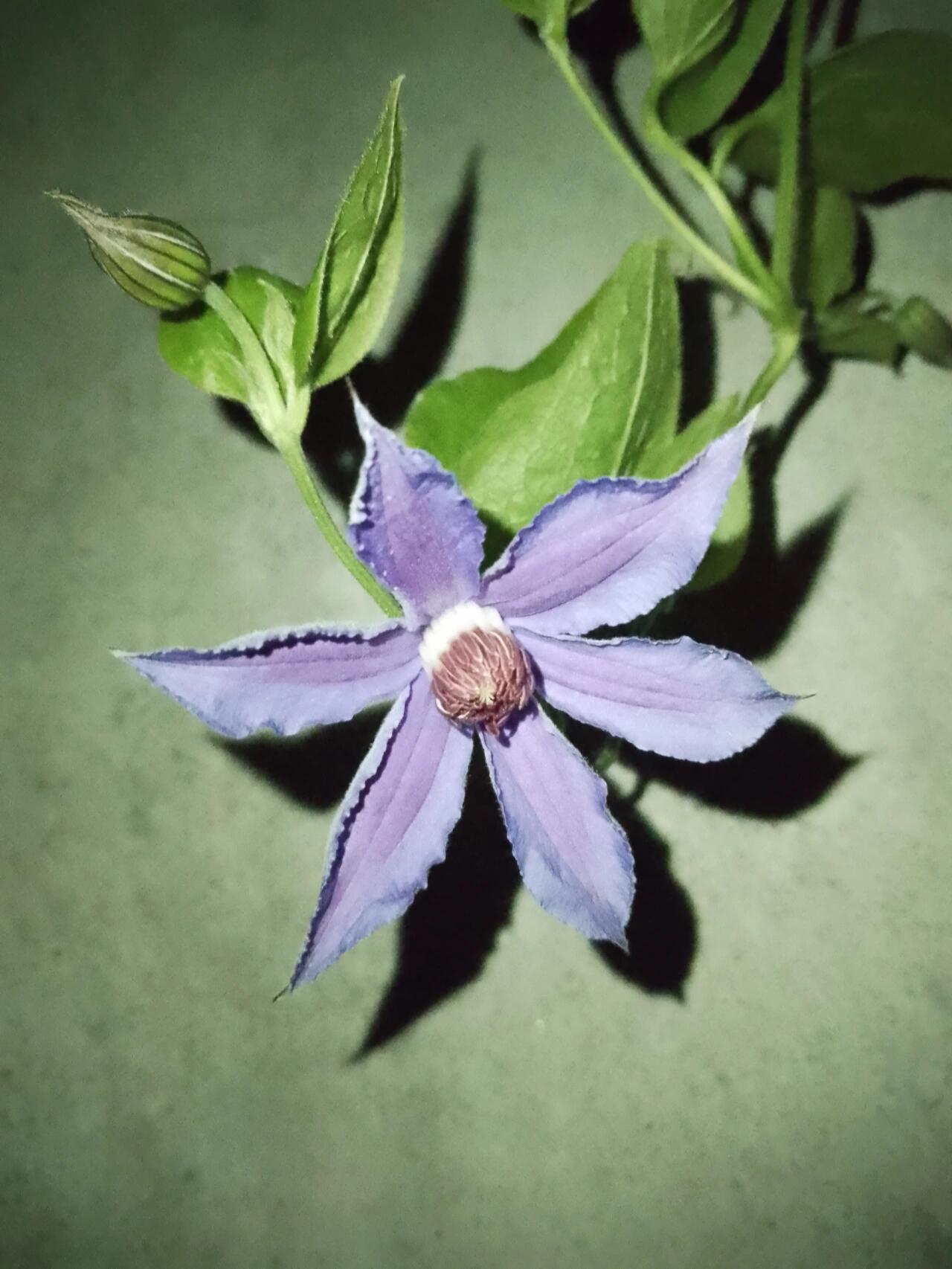 Clematis【Sizaia Ptitsa|  幸せの鳥】-9P LivePlant| 幸福之鸟| Sizaja Ptitsa| Large Bloom| Rare Clemtis| 행복의 새