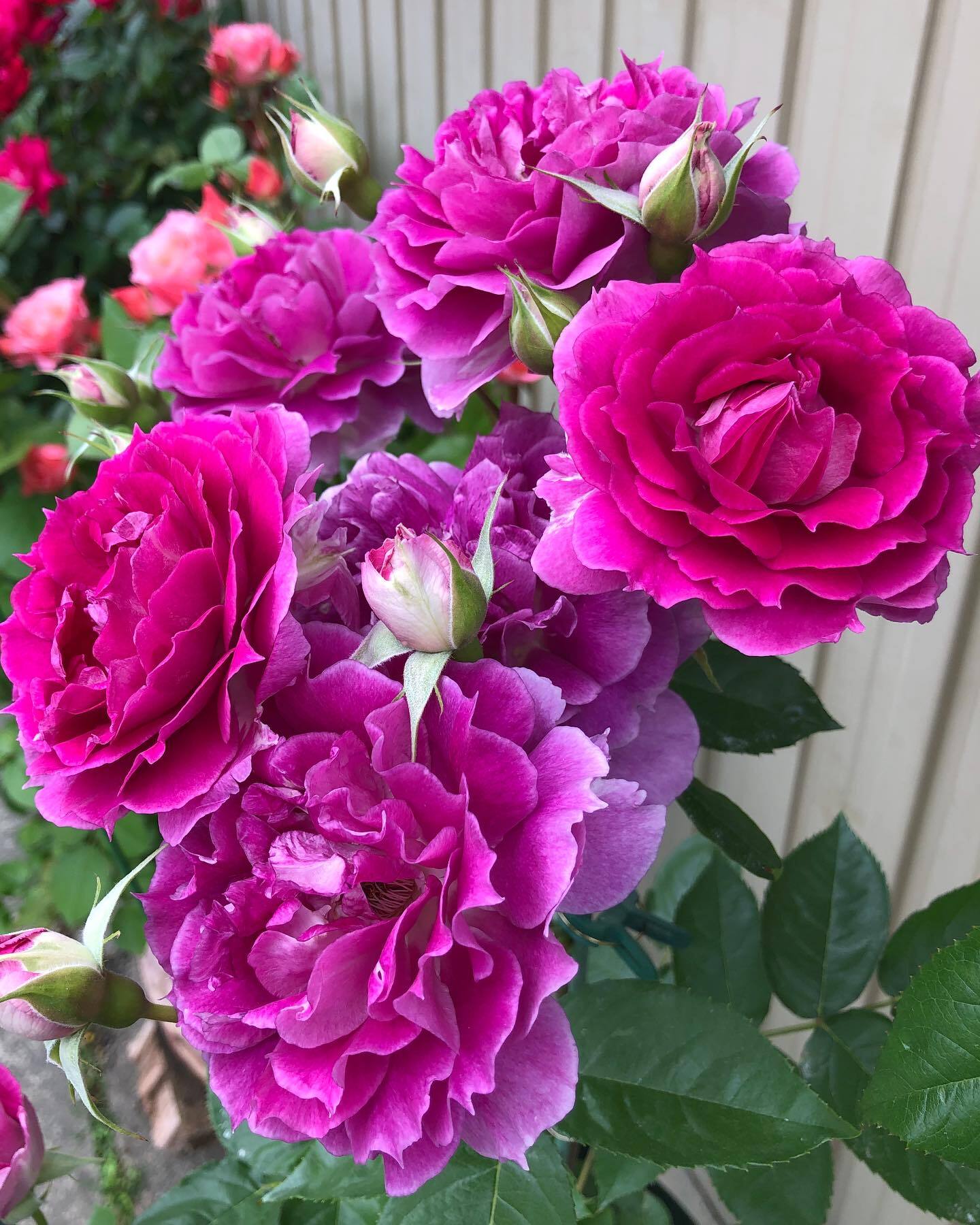 Rose【Scheherazade| シェエラザード】 -1.5 Gal OwnRoot | Rare Rose| Strong Fragrance| Award-winning |Ruffle lace| Thornless | 天方夜谭| Sun-tolerant