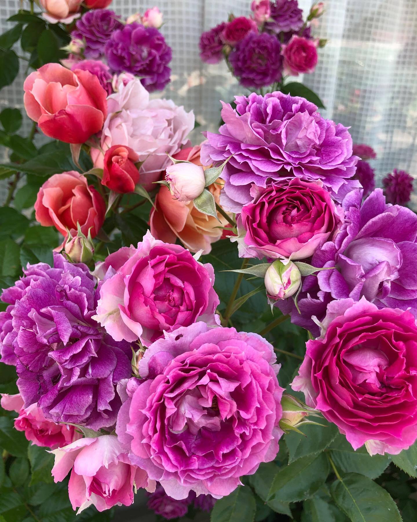 Rose【Scheherazade| シェエラザード】- OwnRoot Live Plant | Rare Rose| Strong Fragrance| Award-winning |Ruffle lace| Thornless | 天方夜谭| Sun-tolerant