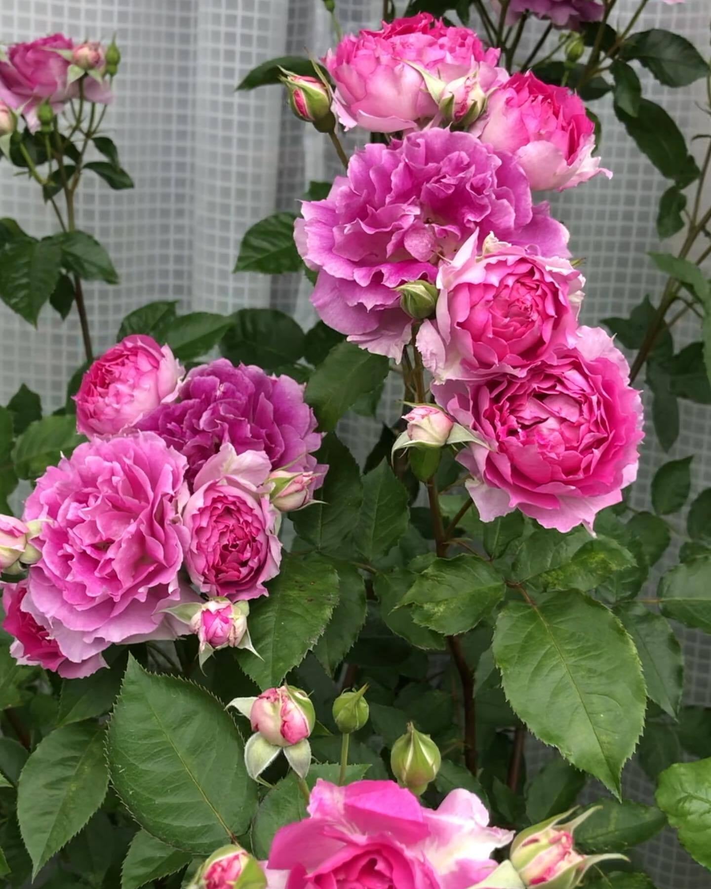 Rose【Scheherazade| シェエラザード】 -1.5 Gal OwnRoot | Rare Rose| Strong Fragrance| Award-winning |Ruffle lace| Thornless | 天方夜谭| Sun-tolerant