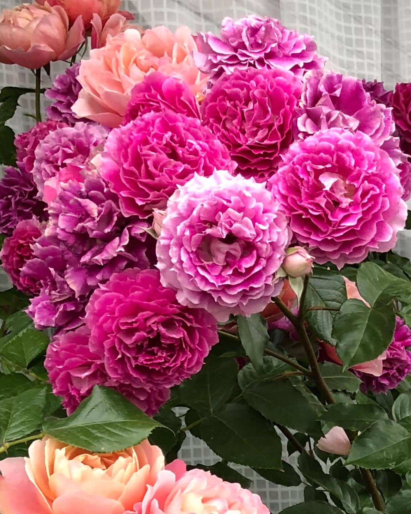 Rose【Scheherazade| シェエラザード】 -1.5 Gal OwnRoot | Rare Rose| Strong Fragrance| Award-winning |Ruffle lace| Thornless | 天方夜谭| Sun-tolerant