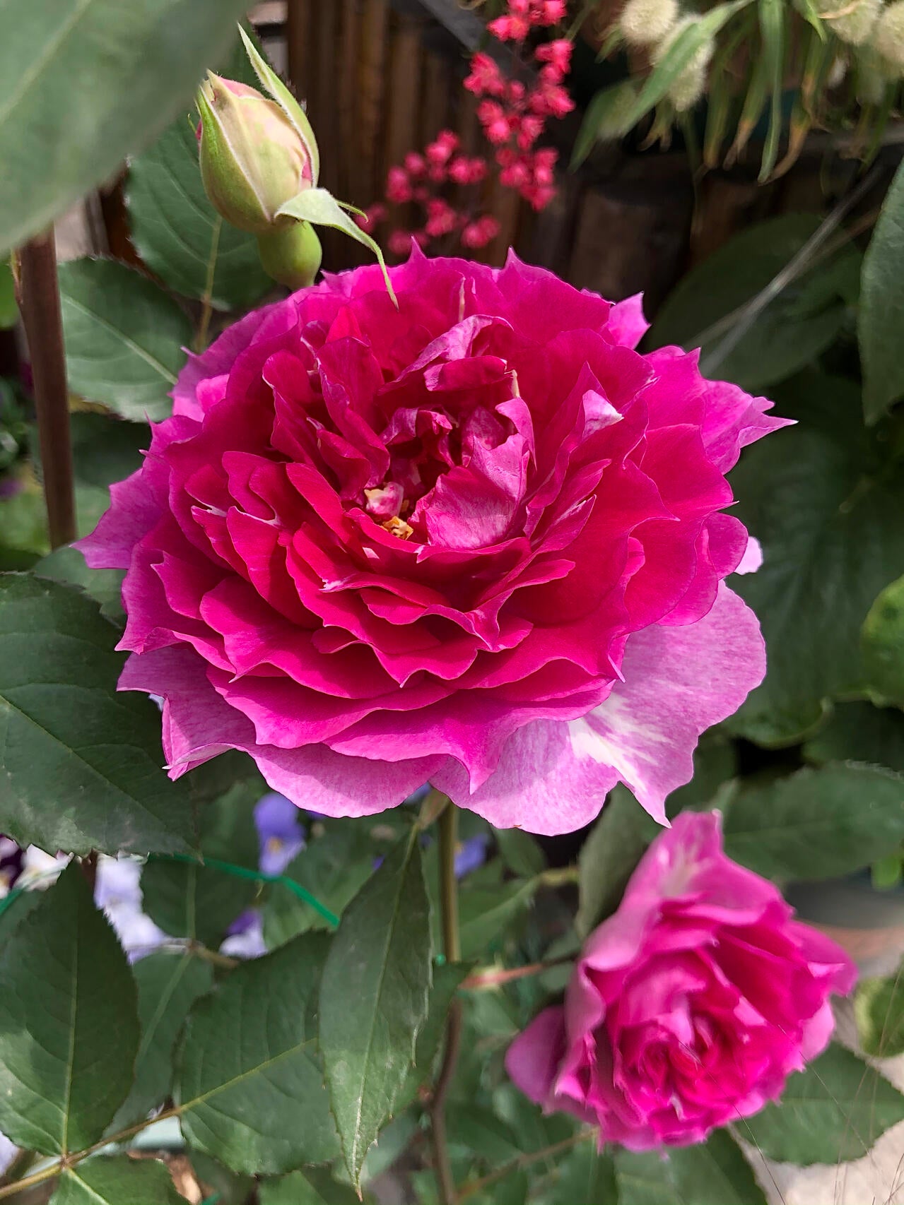 Rose【Scheherazade| シェエラザード】 -1.5 Gal OwnRoot | Rare Rose| Strong Fragrance| Award-winning |Ruffle lace| Thornless | 天方夜谭| Sun-tolerant