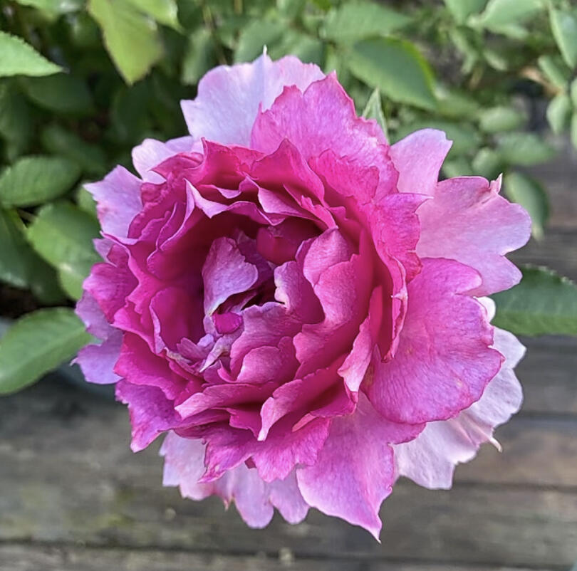 Rose【Scheherazade| シェエラザード】 -1.5 Gal OwnRoot | Rare Rose| Strong Fragrance| Award-winning |Ruffle lace| Thornless | 天方夜谭| Sun-tolerant