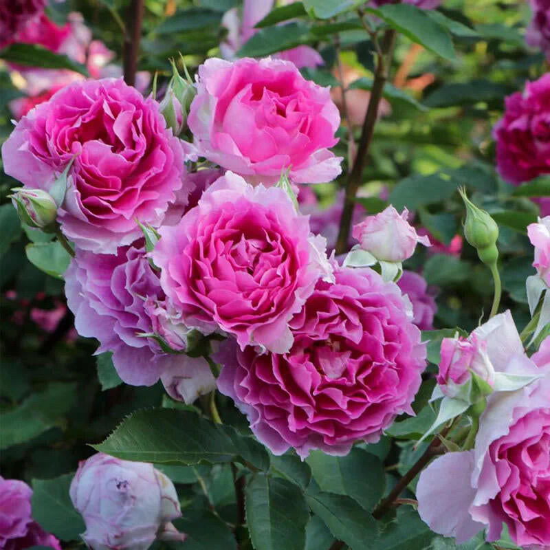 Rose【Scheherazade| シェエラザード】- OwnRoot Live Plant | Rare Rose| Strong Fragrance| Award-winning |Ruffle lace| Thornless | 天方夜谭| Sun-tolerant