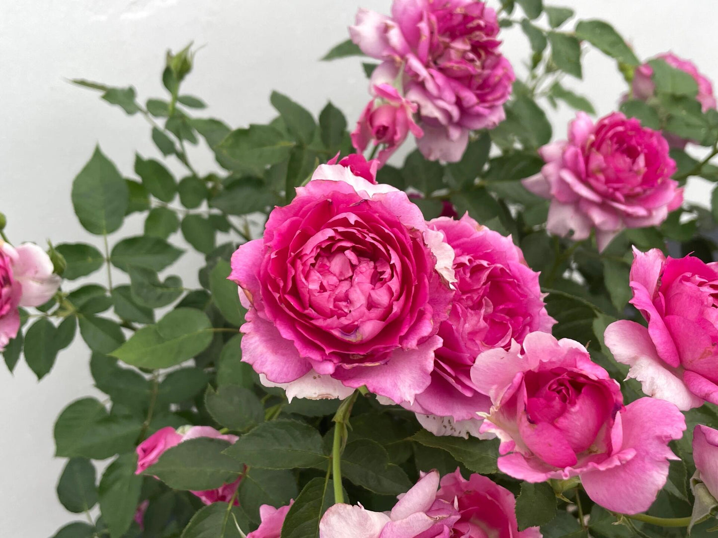 Rose【Scheherazade| シェエラザード】- OwnRoot Live Plant | Rare Rose| Strong Fragrance| Award-winning |Ruffle lace| Thornless | 天方夜谭| Sun-tolerant